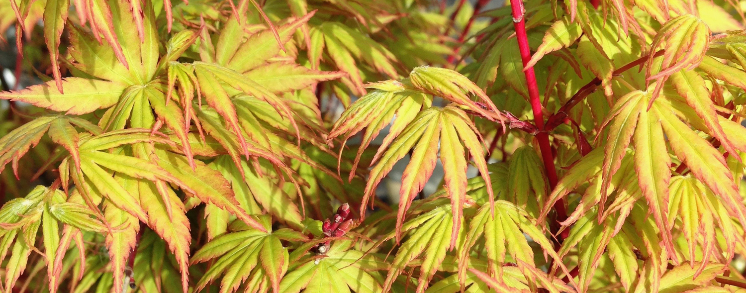 Japanese Acers LANSDOWNE